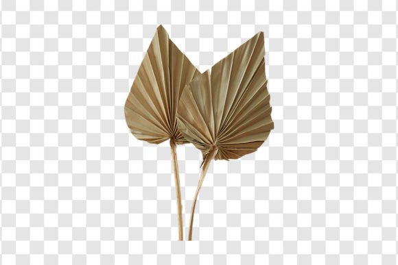441 Dried Leaves Decorative Isolated for Stunning Room Designs